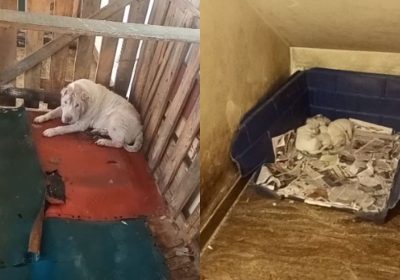 Canil onde mais de 100 cães foram encontrados em situação de maus-tratos atuava de maneira irregular há 15 anos