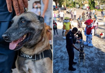 Cão da GCM ganha festa de aposentadoria com cãominhada e presença da Patrulha Canina: ‘Cumpriu sua missão’